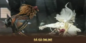 Hướng Dẫn Chơi Đá Gà Sabong Tại 789WIN Một Cách Chi Tiết
