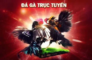 Hướng Dẫn Cách Chơi Đá Gà GA28 Tại 789WIN Một Cách Chi Tiết