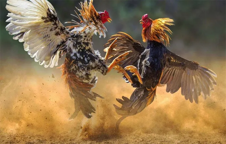 Hướng Dẫn Chơi Đá Gà WS168 Tại 789WIN Chi Tiết Nhất